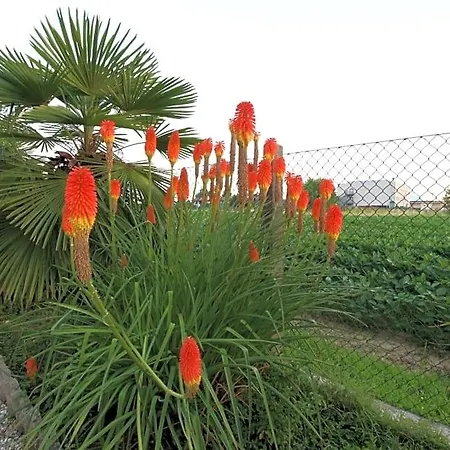 Le Palme D'oro