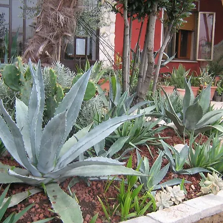 Le Palme D'oro