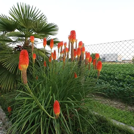 Le Palme D'oro Bed and breakfast 3*
